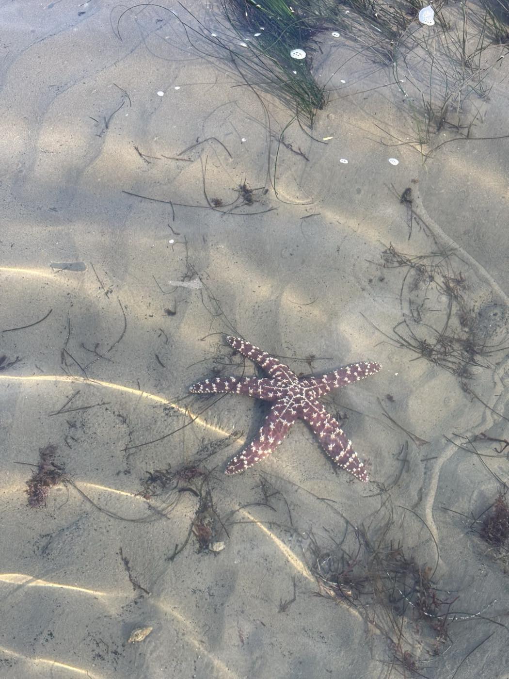 Sea star in a Southern California tide pool