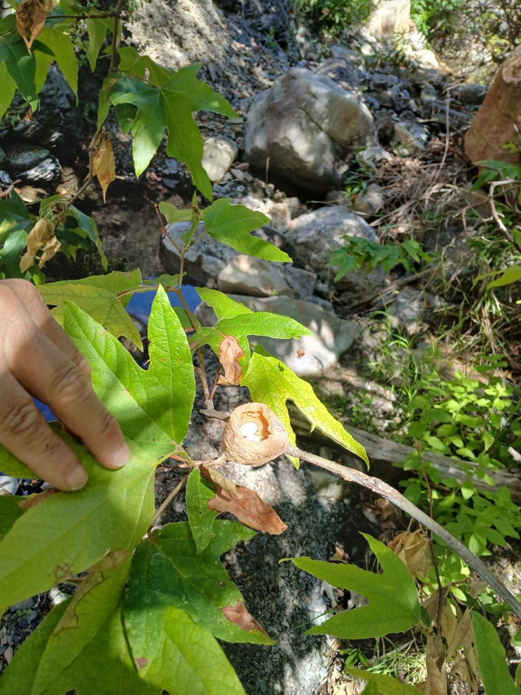 Close study of a native plant