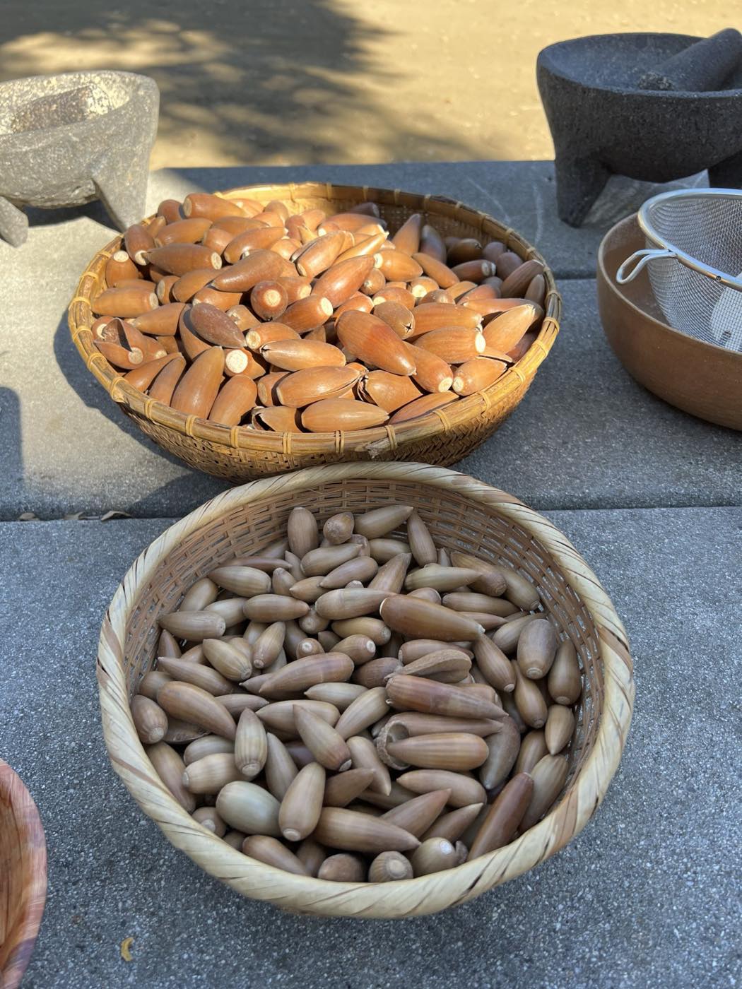 Acorn harvest, sorted and shelled