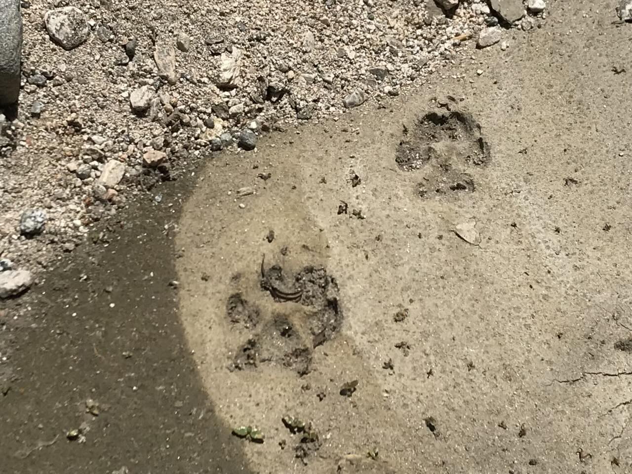 Fresh tracks in the dust
